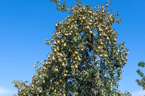 Ripe pears (Pyrus) on a tree, blue sky, Othenstorf, Mecklenburg-Western Pomerania, Germany