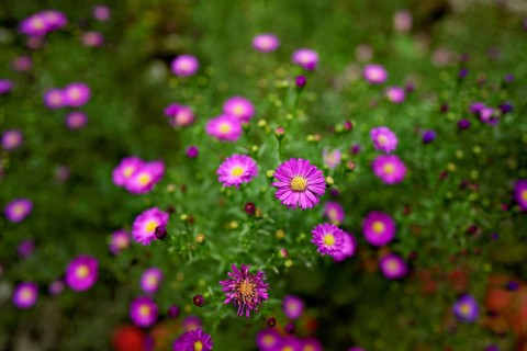 Alpine aster (Aster alpinus), blooming, Chamonix, France