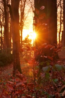 Forest on a November evening, sunset, autumn, Germany