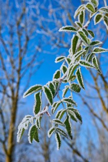 Hoarfrost coated leaves against a blue sky in nature, hoarfrost, winter, Urphar, Wertheim,