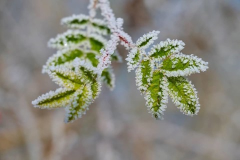 Green leaves with frost and hoarfrost, detailed view in nature, hoarfrost, winter, Urphar,