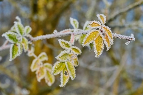 Green and yellow leaves with frost against blurred background, hoarfrost, winter, Urphar, Wertheim,