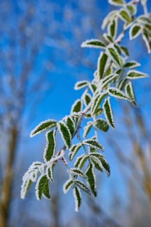 Green leaves with hoarfrost against clear blue sky, hoarfrost, winter, Urphar, Wertheim,