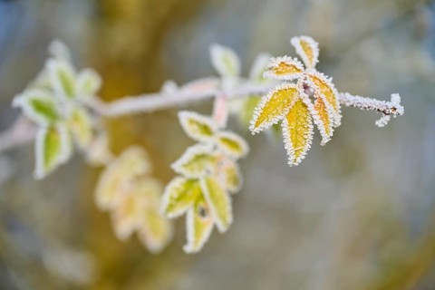 Green and yellow leaves with hoarfrost, against blurred background, hoarfrost, winter, Urphar,