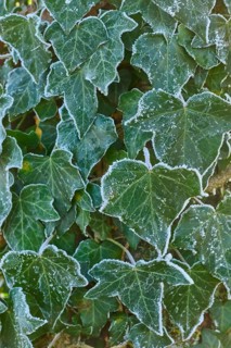 Frozen ivy leaves covered with frost, detail from nature, hoarfrost, winter, Urphar, Wertheim,