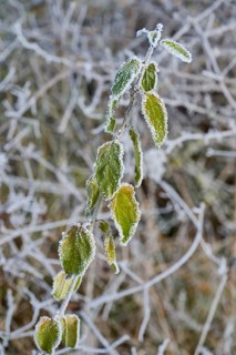 Green leaves covered with frost on a branch in a winter environment, hoarfrost, winter, Urphar,