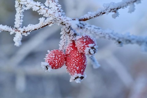 Red rose hip berries on a frost-covered branch in a wintery atmosphere, hoarfrost, winter, Urphar,