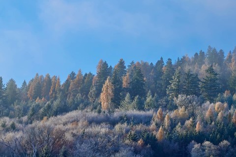 Clear blue sky over an autumnal forest of firs and colorful leaves, hoarfrost, winter, Boxtal,