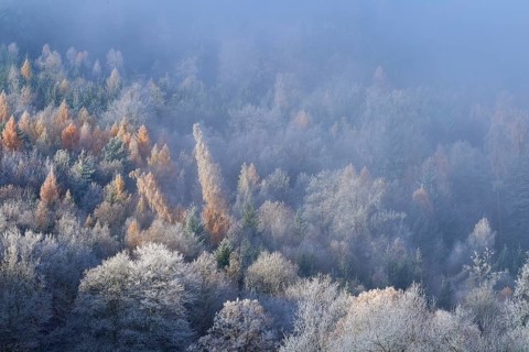 Foggy forest in autumn, trees in different colors create a peaceful atmosphere, hoarfrost, winter,