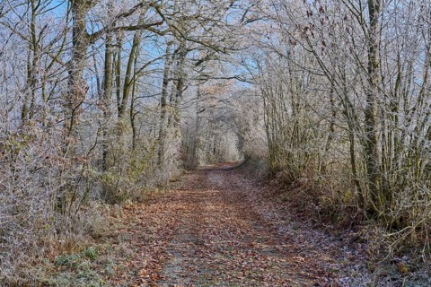 A frost-covered forest trail on a cool day in winter, surrounded by bare, frozen trees, hoarfrost,