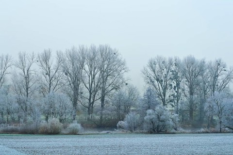 A forest with frost-covered trees with mistletoe and fog in a winter landscape, hoarfrost, winter,