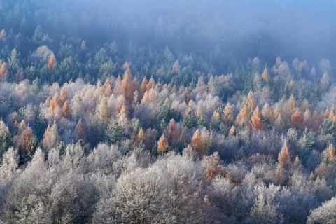 Forest in autumn, colorful treetops and silent fog spread peace, hoarfrost, winter, Boxtal,