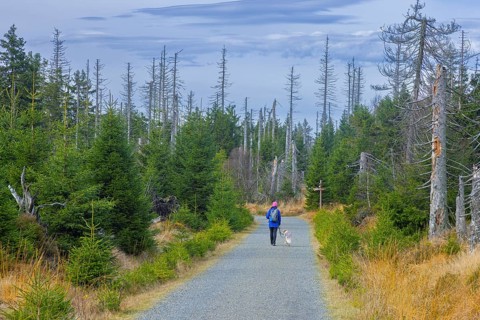 Walker with dog walking through bark beetle infested forest with dead spruce trees in the Harz