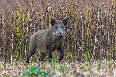 Solitary wild boar (Sus scrofa) sow foraging along edge of farmland, stubble field in summer