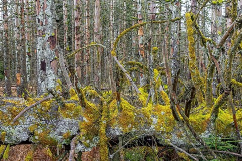 Dead spruce trees in forest in the Harz Mountains in autumn, damage caused by bark beetle