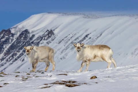 Two Svalbard reindeer (Rangifer tarandus platyrhynchus) with cast antlers foraging on snow covered