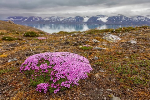 Moss campion, cushion pink (Silene acaulis) in flower in summer on the arctic tundra, Svalbard,