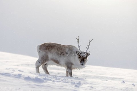 Svalbard reindeer (Rangifer tarandus platyrhynchus) adult in thick winter coat foraging on snow