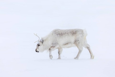 Svalbard reindeer (Rangifer tarandus platyrhynchus) adult in thick winter coat during snowfall on