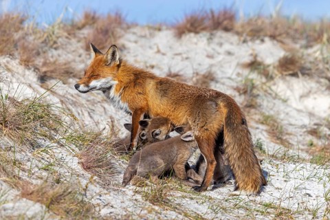 Red fox (Vulpes vulpes) female, vixen suckling her kits, cubs near den in the dunes in spring