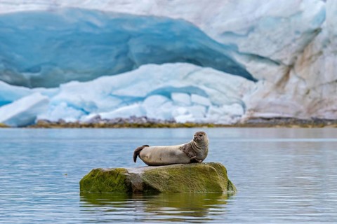 Common seal, harbour seal (Phoca vitulina) resting on rock in the Arctic Ocean in front of glacier