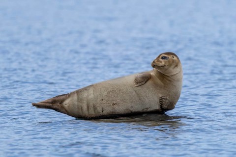 Common seal, harbour seal (Phoca vitulina) resting on rock in the Arctic Ocean along the coast of
