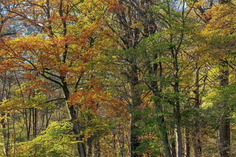 European beeches, common beech trees (Fagus sylvatica) with foliage in yellow, brown and green