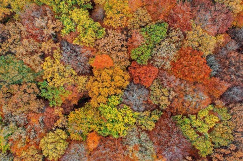 Aerial view over European beeches, beech trees (Fagus sylvatica) with foliage in yellow and brown