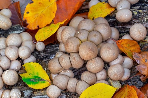 Pear-shaped puffball, stump puffballs (Apioperdon pyriforme, Lycoperdon pyriforme), saprobic fungus