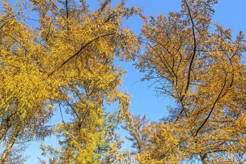 Forest with European larches (Larix decidua), deciduous coniferous trees with needle-like leaves