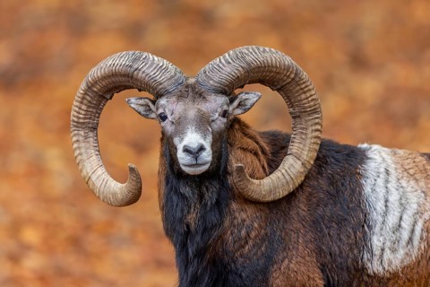 European mouflon (Ovis aries musimon, Ovis gmelini musimon) ram, male with big horns in forest
