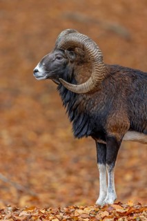 European mouflon (Ovis aries musimon, Ovis gmelini musimon) ram, male with big horns in forest