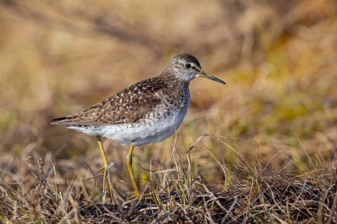 Wood sandpiper (Tringa glareola) adult in breeding plumage foraging in wetland in spring