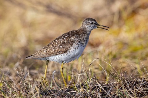 Wood sandpiper (Tringa glareola) adult in breeding plumage calling in wetland in spring