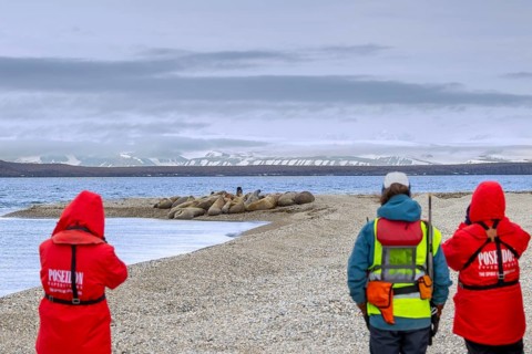 Two ecotourists, eco-tourists with guide armed with rifle watching walruses resting on beach along
