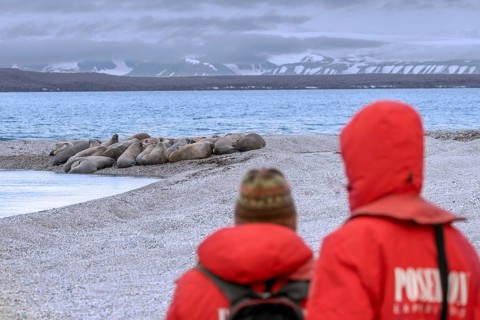 Two ecotourists, eco-tourists watching walruses (Odobenus rosmarus) resting on beach along the
