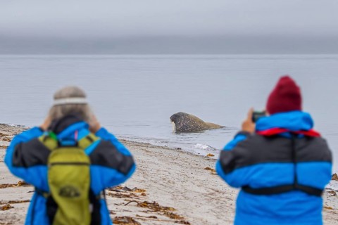 Two ecotourists, eco-tourists photographing walrus (Odobenus rosmarus) on the beach along the coast