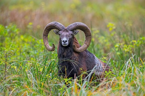 European mouflon (Ovis aries musimon, Ovis gmelini musimon) ram, male with big horns in grassland