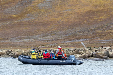 Ecotourists, eco-tourists in Zodiac boat observing walruses (Odobenus rosmarus) resting on beach