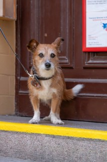 Dog, Foxi mixed breed on a leash, Hanseatic City of Lübeck, Schleswig-Holstein, Germany