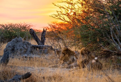 Sunset, two maned lions, siblings lying in the grass, lion (Panthera Leo), savuti, Chobe National