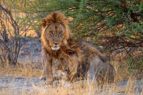Two maned lions, siblings cuddle, lion (Panthera Leo), savuti, Chobe National Park National Park,