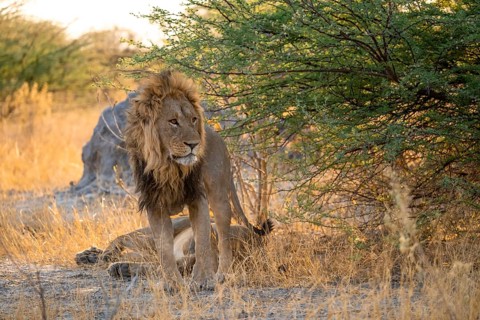 Two maned lions, siblings lying in the grass, lion (Panthera Leo), savuti, Chobe National Park