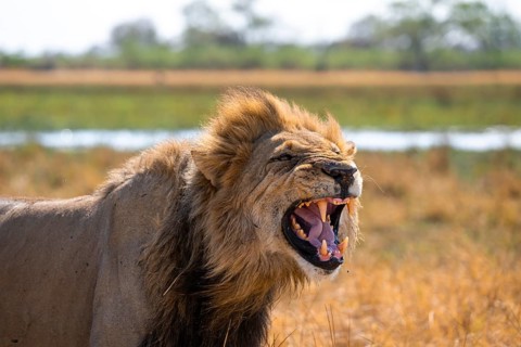 Maned lion, lion (Panthera Leo) hisses, savuti, Chobe National Park National Park, Botswana