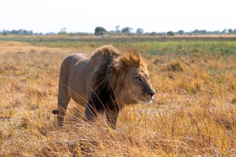 Maned lion (Panthera Leo) lurking in grass, savanna, Savuti, Chobe National Park, Botswana