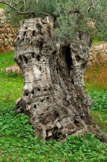 Olive tree (Olea europaea)
