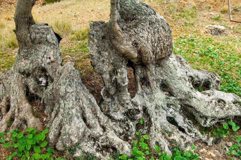 Olive tree (Olea europaea)