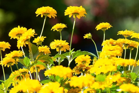 Sun eye (Heliopsis helianthoides)