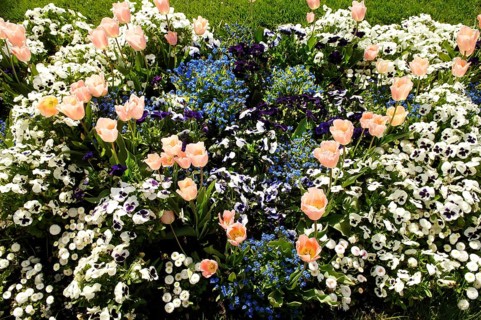 Garden tulips (Tulipa gesneriana), tulip bed, pansies in between, garden pansies (Viola