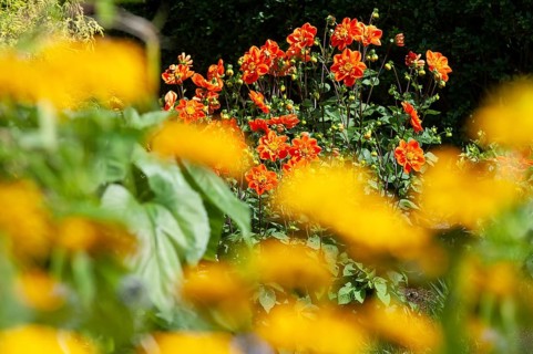 Dahlia (Dahlia pinnata)